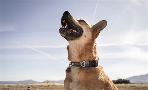 Top Dog Collars of 2023: Elevate Your Pup's Fashion