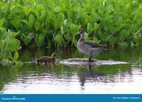 Duck Wigeon Duck on the Yamal Peninsula Stock Photo - Image of game, anas: 123723988