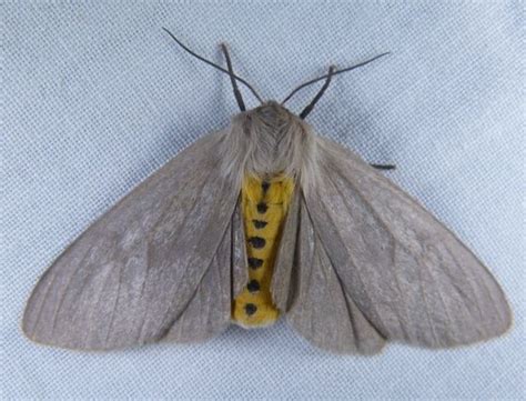 Milkweed Tussock Moth: Identification, Life Cycle, Facts & Pictures