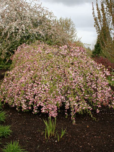 Louisa Crabapple - J. Frank Schmidt & Son Co.