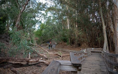 Photography - 2022.12.1 Monarch Butterflies at Natural Bridges State ...