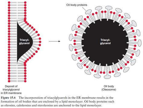 Triacylglycerols are storage compounds