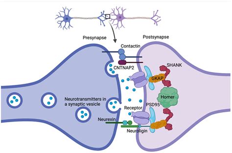 Synaptic Dysfunction Connects Autism Spectrum Disorder And Sleep