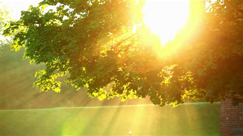 Sunlight On Trees