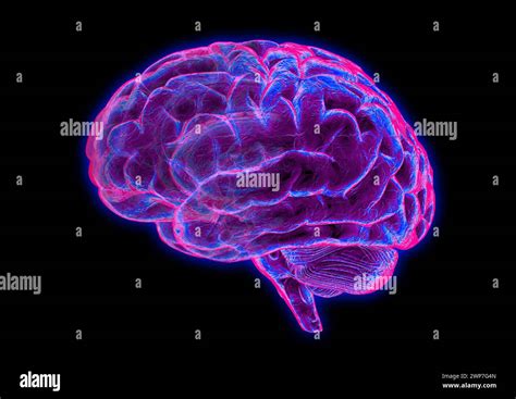 Human Brain Illustration Stock Photo Alamy