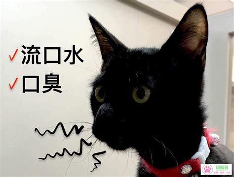 貓咪的過度流口水和口臭問題 | 貓腳腳
