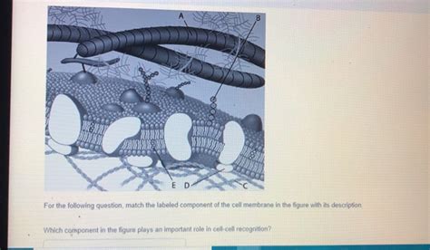 Solved For The Following Question Match The Labeled Chegg