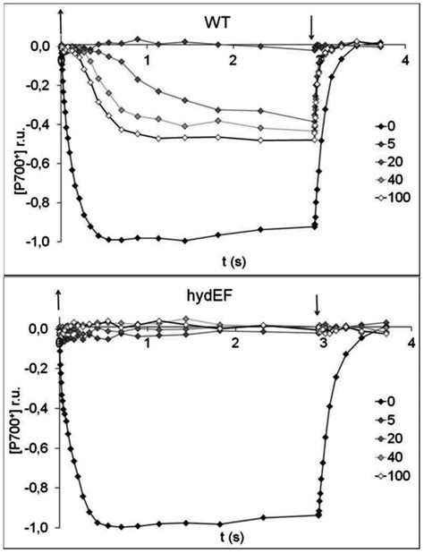 Kinetics Of P700 Oxidation Following Illumination 300 µmol M2 S−1 In Download Scientific