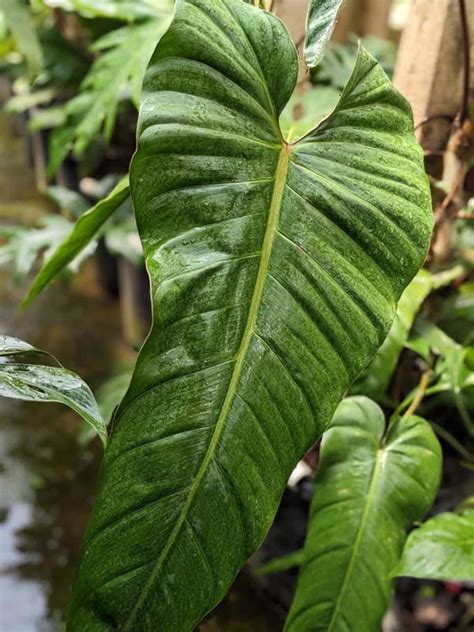 Philodendron Esmeraldas Narrow Plant In 4″ Round Pot Kens Philodendrons