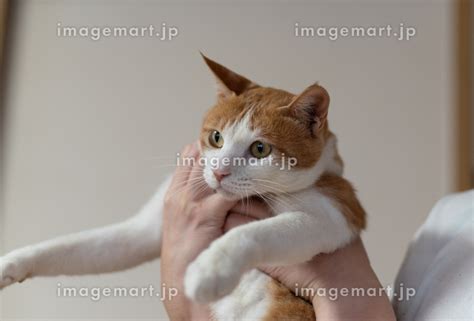 猫を抱く 茶トラ白の写真素材 201972953 イメージマート