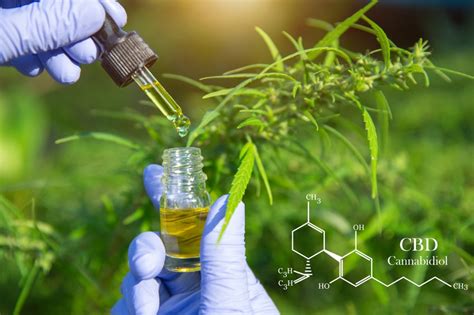 Le Cbd Et Le Thc Quelle Différence Entre Ces Deux Molécules — Santé