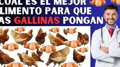 Los Insectos Que Comen Las Gallinas Gu A Completa Para Una