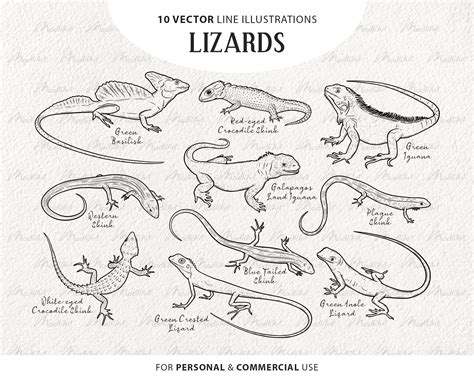 10 Lizard Svg Clipart Bundle Reptile Vector Drawings Etsy