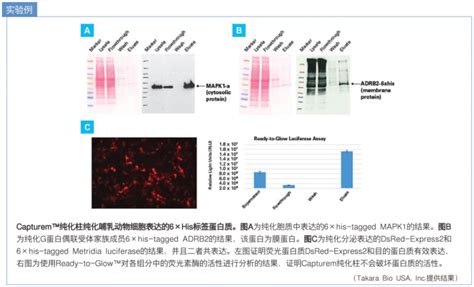 HisGSTMyc标签蛋白质纯化工具介绍