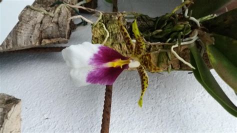 Oncidium, Tolumnia, Odontoglossum » Trichocentrum tigrinum