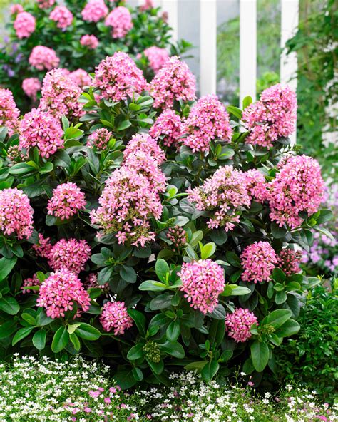 Escallonia Pink Elle