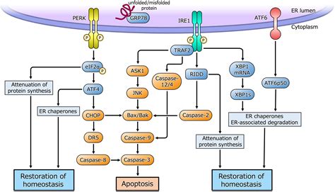 Frontiers Roles Of Endoplasmic Reticulum Stress In The