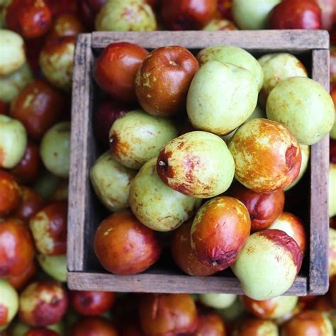 Jujube Harvest2u