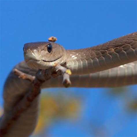 La Mamba Negra La Serpiente M S Venenosa De Frica