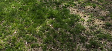 How To Repair Grass Patches Explained By Fantastic Experts