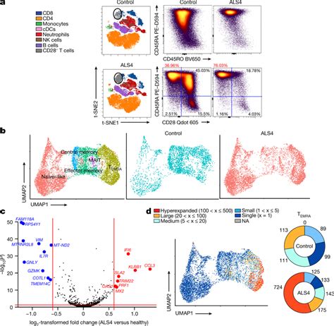 Clonally Expanded Cd8 T Cells With A Temra Phenotype Are Increased In