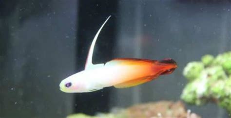 11 Best Mandarin Goby (Dragonet) Tank Mates (With Pictures) | Aqua Movement