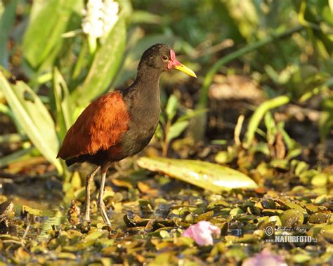 Wattled Jacana Photos Wattled Jacana Images Nature Wildlife Pictures