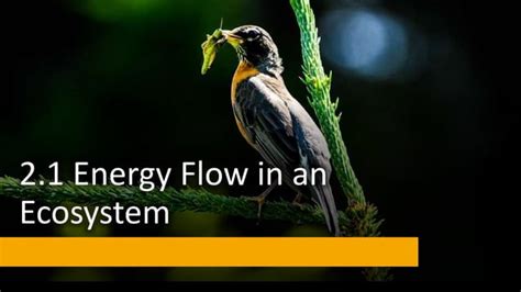 Form Energy Flow In An Ecosystem Pptx