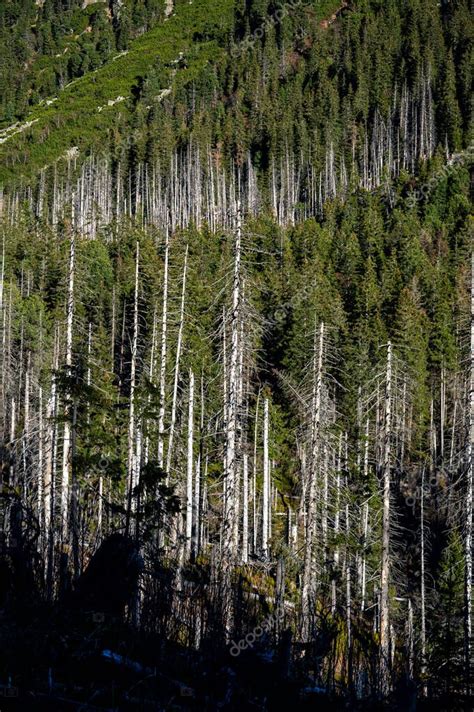 Bosque de abeto muerto destruido por la contaminación del aire y los