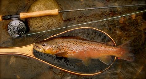 Brown Trout Wallpaper - WallpaperSafari