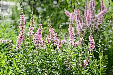 De Beste Inheemse Vijverplanten Voor Je Vijver Gardeners World