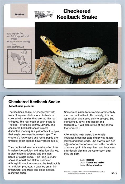 Checkered Keelback Snake Reptiles Grolier Wildlife