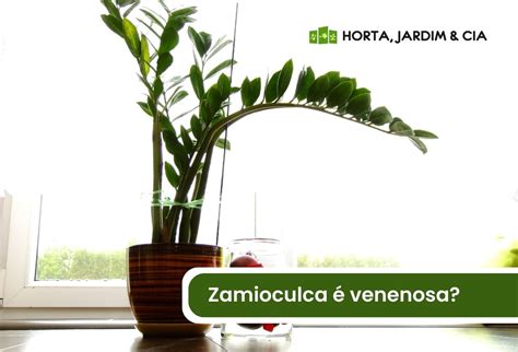 A Planta Zamioculca Venenosa Braincp