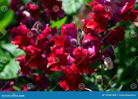 Colorful Snapdragons In The Garden Close Up Stock Photo Image Of