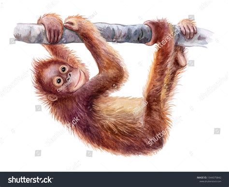 116 Orangutan Watercolor Images, Stock Photos & Vectors | Shutterstock