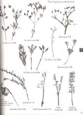 The Shrub Identification Book : The Visual Method for the Practical ...