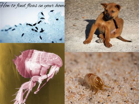 How To Find Fleas In Your Home A Comprehensive Guide Termites Advice