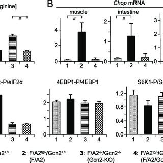 Gcn Is Responsible For The Induction Of The Integrated Stress Response