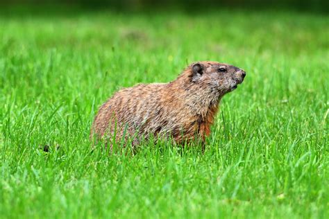 Groundhog Removal | A Plus Wildlife Control