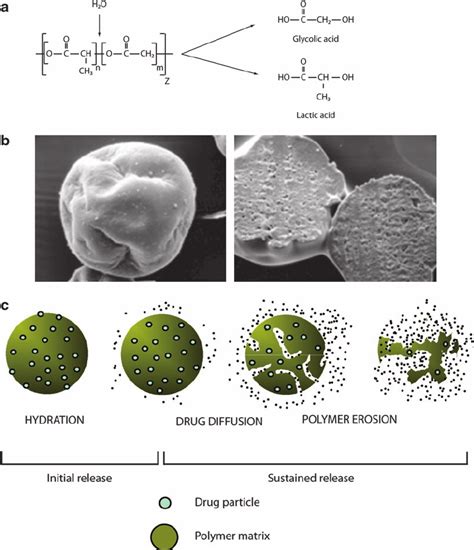 Basics Of Poly D L Lactide Co Glycolide Microspheres A