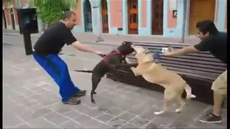 Perro pitbull ataca a un perro labrador en Plazuela Machado Mazatlán