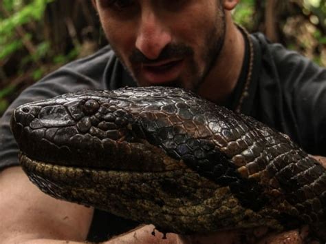 Man Allows Himself To Be Swallowed Alive By Anaconda Business