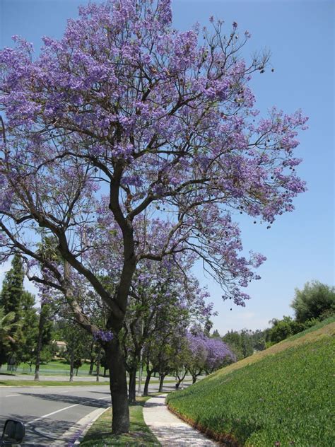 OccasionalPiece: Jacaranda Trees