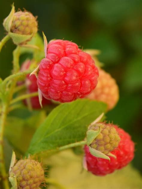 Какое соседство любит малина и с какими растениями лучше ее не высаживать
