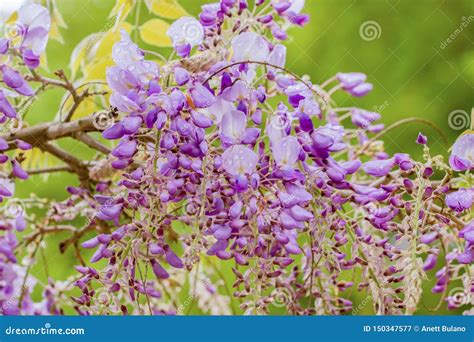 Beautiful Wisteria Sinensis Also Called Chinese Wisteria Stock Image