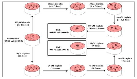 Ijms Free Full Text Establishment Of Acquired Cisplatin Resistance