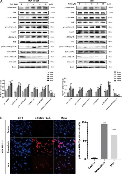 Frontiers Timosaponin Aiii Induces G M Arrest And Apoptosis In