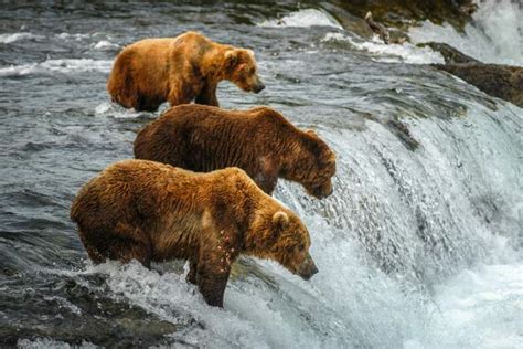 Best Alaska Wildlife Viewing Experiences | ALASKA.ORG