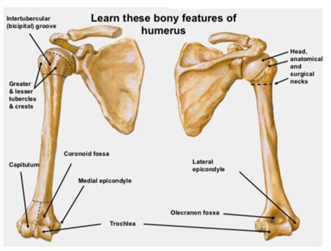 Lab 4 Arm Cubital Fossa Elbow Joint Flashcards Quizlet