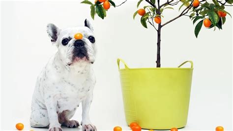 Pueden Comer Kumquats Los Perros Son Seguros Los Kumquats Para Los